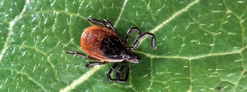 Klíšťová encefalitida se vyskytuje i v našem kraji